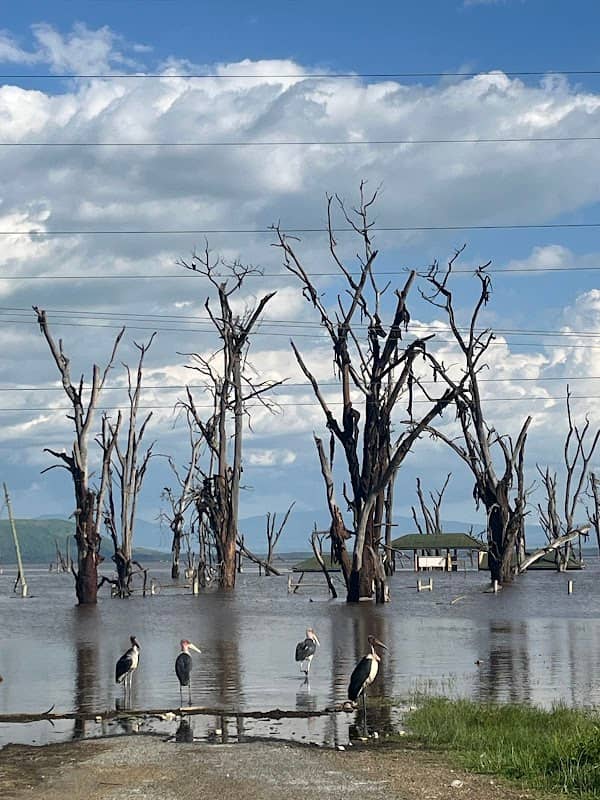 Flamingo view - Image 3