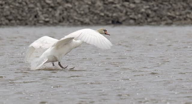 Duck Creek Flyway - Image 1
