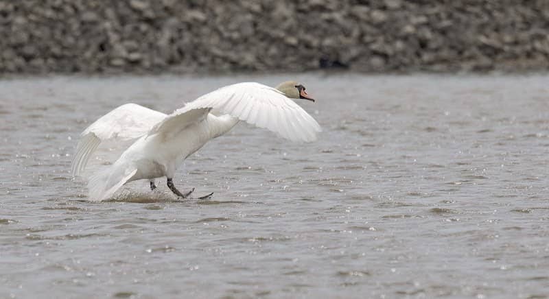 Duck Creek Flyway - Image 1