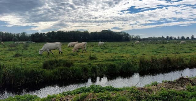 Sliedrechtse Biesbosch - Image 1