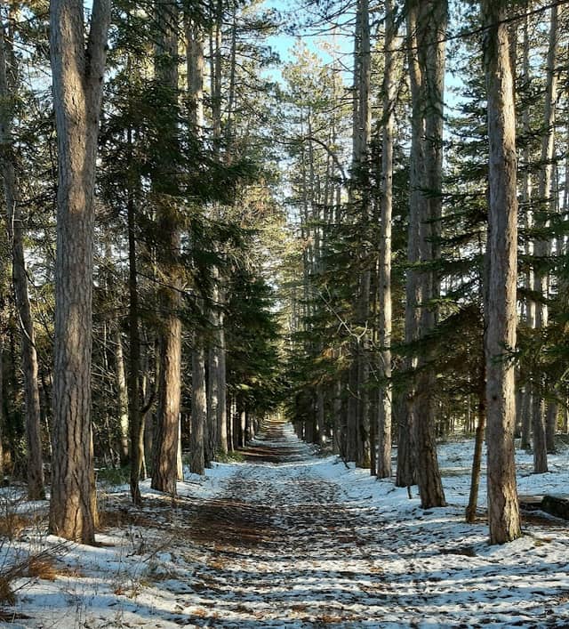 Pineta di Roio (Monteluco) - Image 1