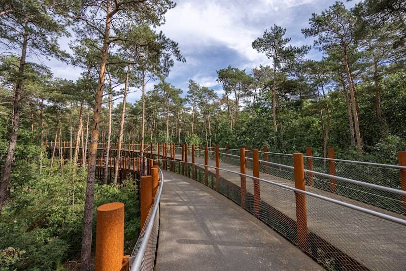 Cycling through the Trees - Image 2