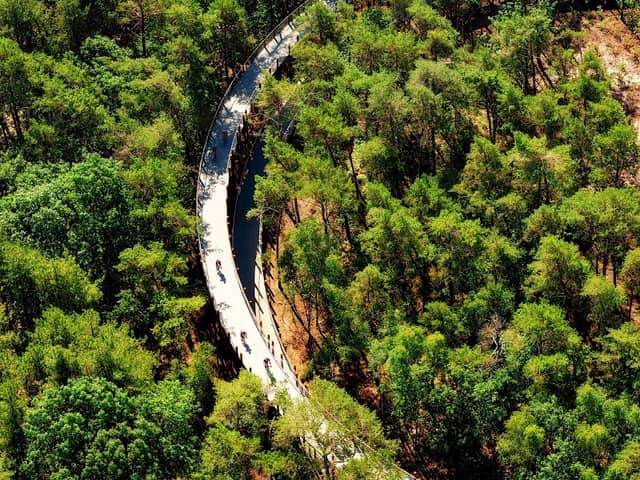 Cycling through the Trees - Image 1