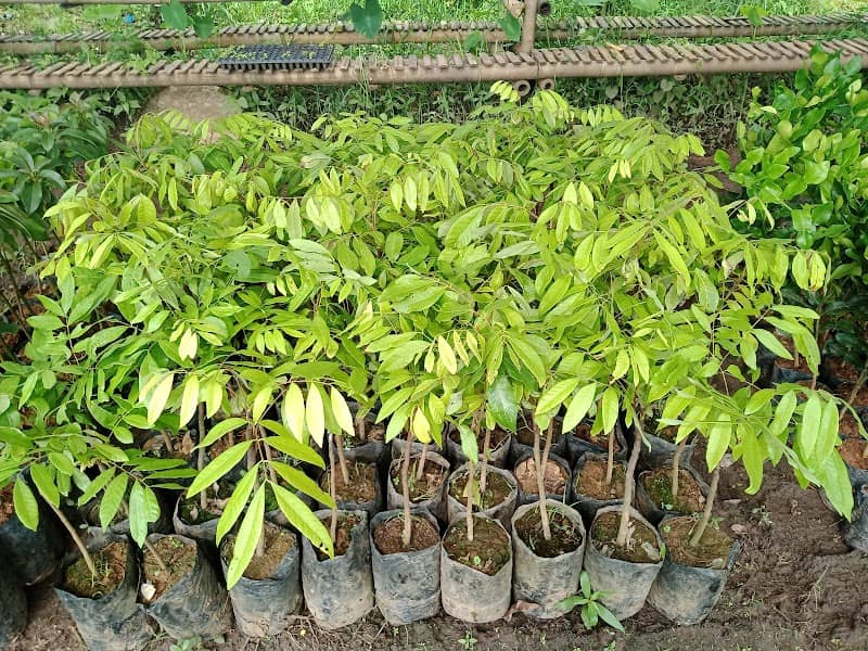 Balakosa Farm - Image 2