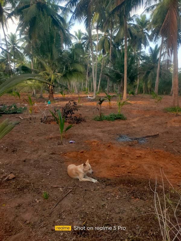 EyalYazh Farm (இயல்-யாழ் விவசாய பண்ணை தோட்டம்) - Image 2