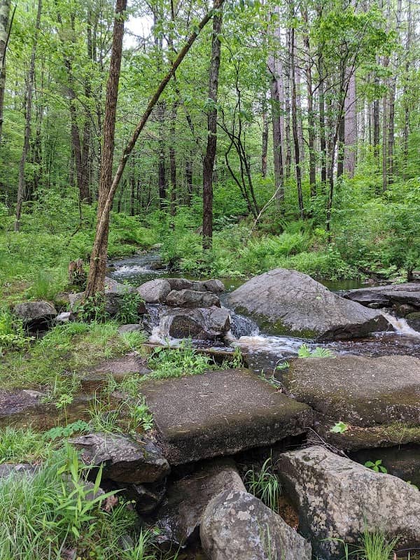 Shieling Forest State Park, Trails & Forestry Learning Center - Image 1