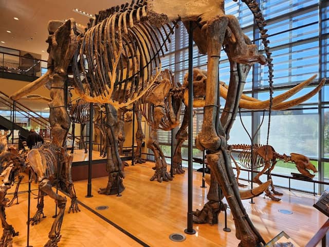 Beneski Museum of Natural History - Image 2