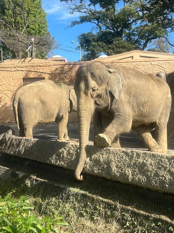 Kamine Zoo - Image 1