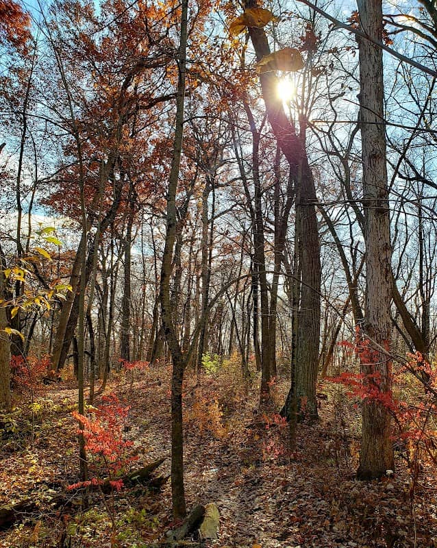Jay Woods Forest Preserve - Image 1