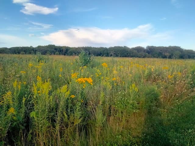 Jay Woods Forest Preserve - Image 2