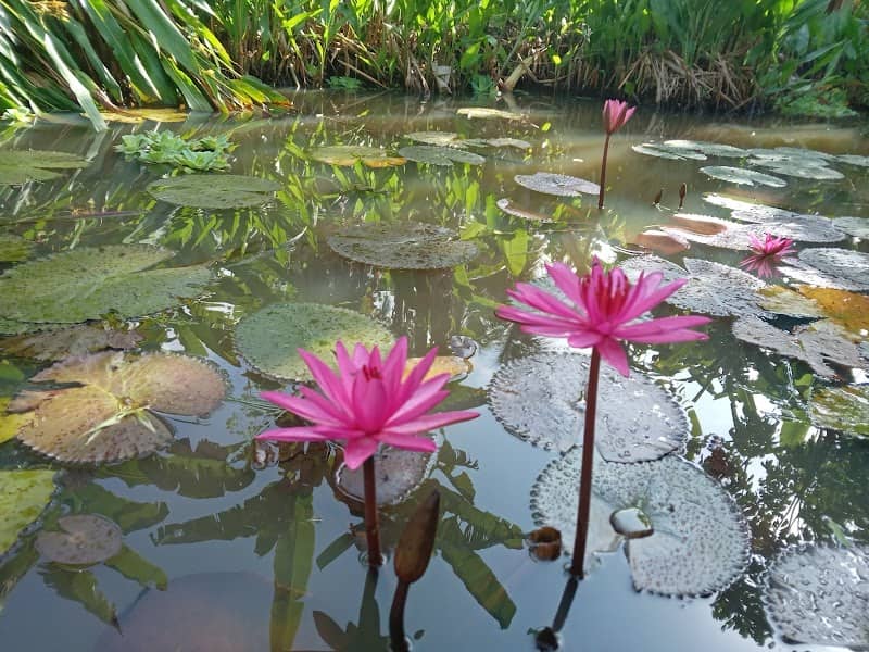 The Paddy Island - Image 1
