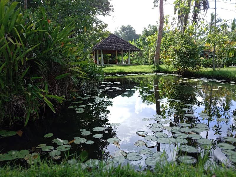 The Paddy Island - Image 2