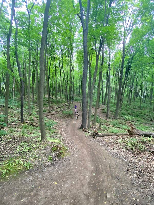 Jefferson Forest - Image 1
