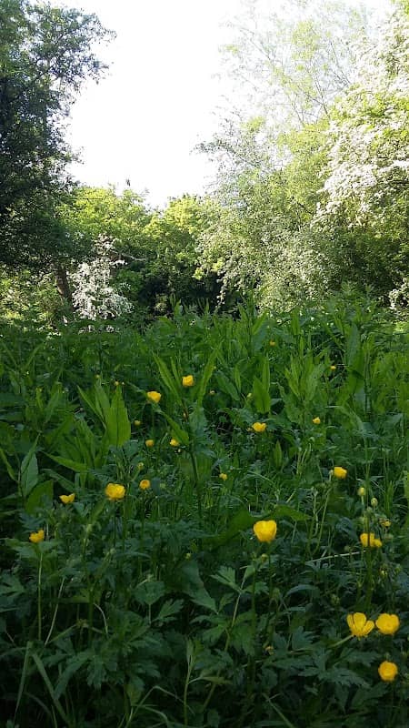 Maryland Woodland Area - Image 2
