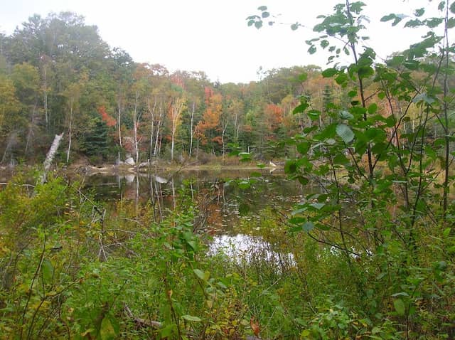Pine Tree Preserve - Image 1