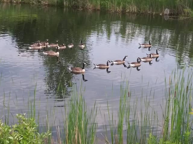 Batchelder Park - Image 2