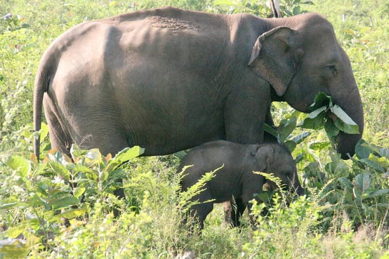 Yala Block 2 - Image 1