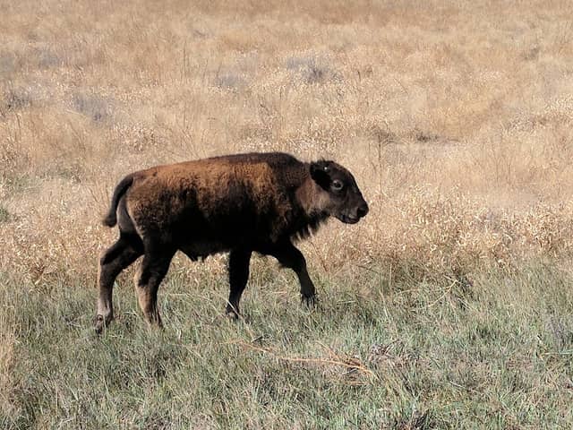 Friends of Sandsage Bison - Image 3