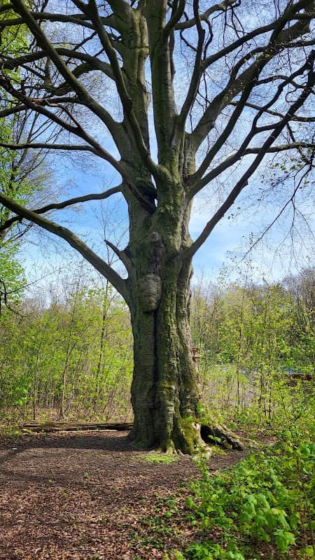 Liebesbuche - Image 1