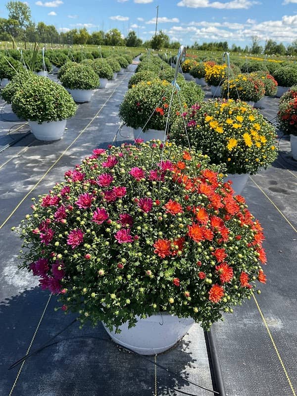 The Mum Patch - Image 1