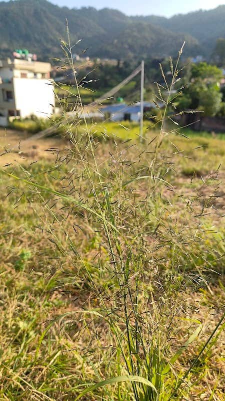 Firfirae dada (फिरफिरे डाँडा) - Image 2