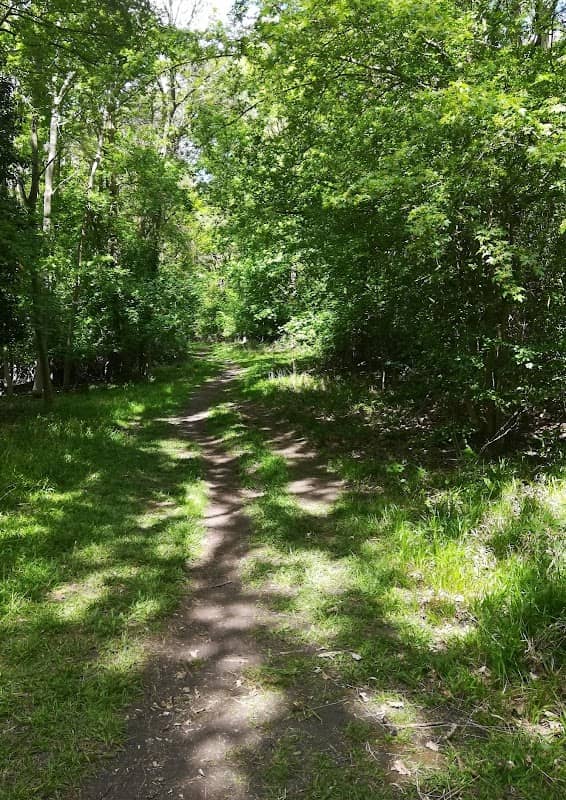 Reffley Wood - Image 2
