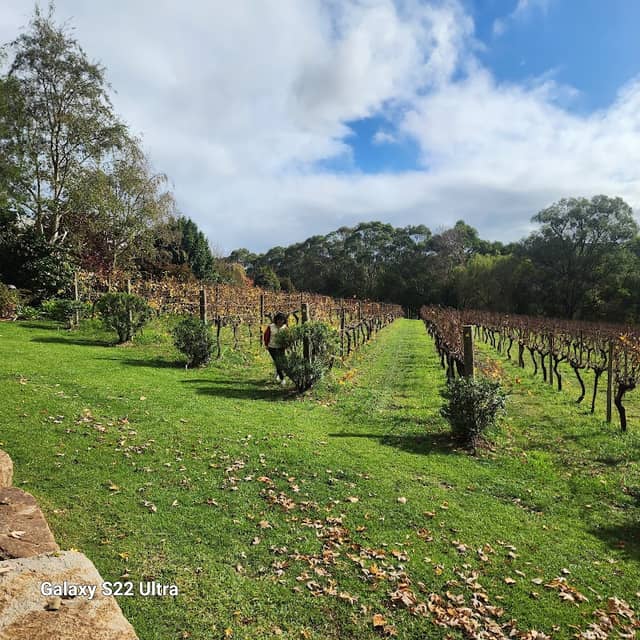 Main Ridge Winery Lookout - Image 1