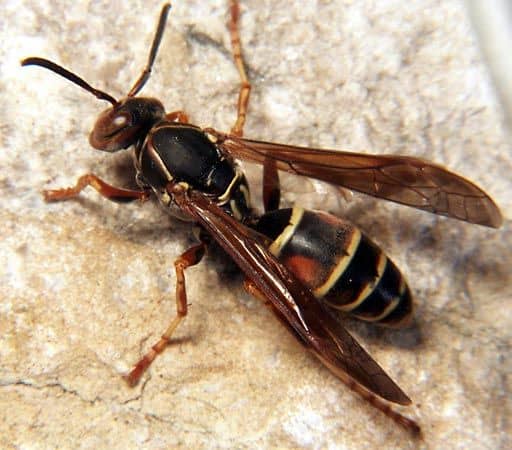 Northwind Wasp Preservation Society - Image 1