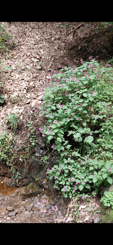 Little spring - Image 1