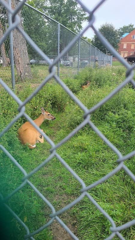 Crandon Deer - Image 2