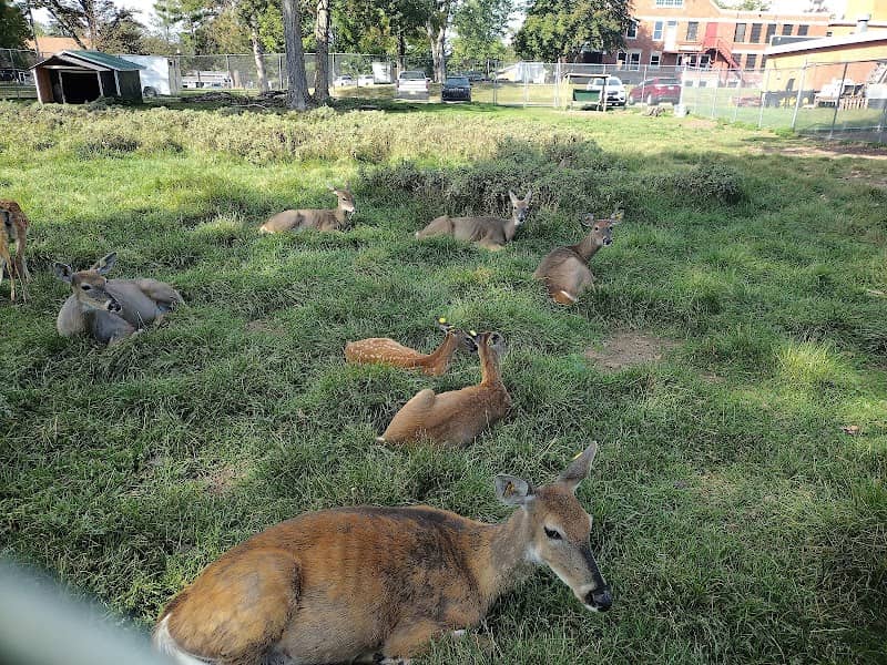 Crandon Deer - Image 1
