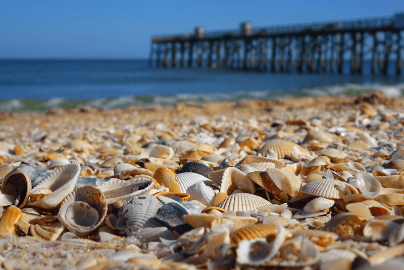 Palm Coast and the Flagler Beaches - Image 3