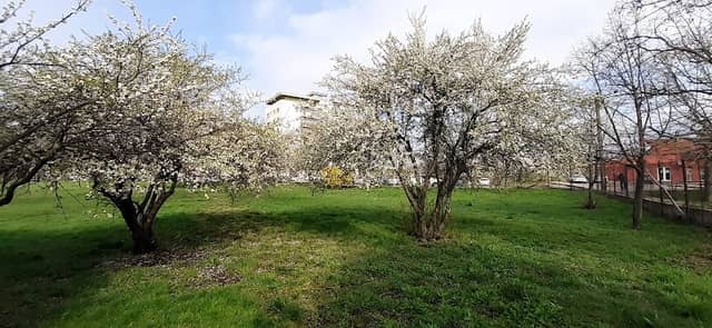 Parcul Aurel Vlaicu - Image 2