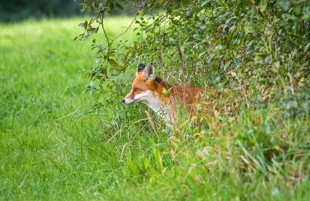 Ravenhead Nature Park - Image 2