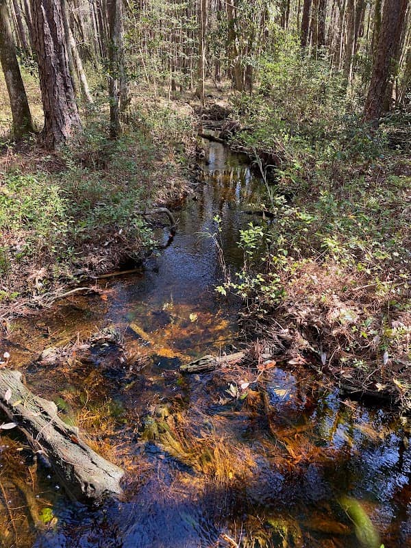 Conecuh National Forest - Trailhead - Image 2