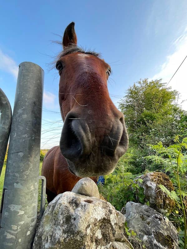 Donkey and Horse - Image 2