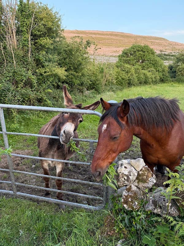 Donkey and Horse - Image 1