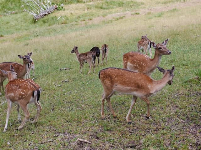 Wildgehege Salvest - Image 1