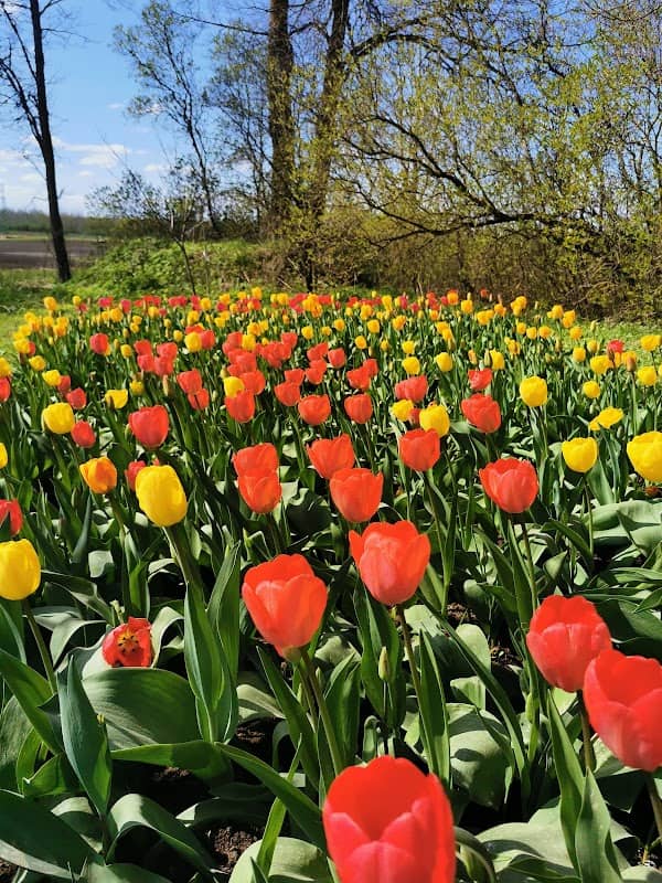 Ķīši Tulip Field - Image 2