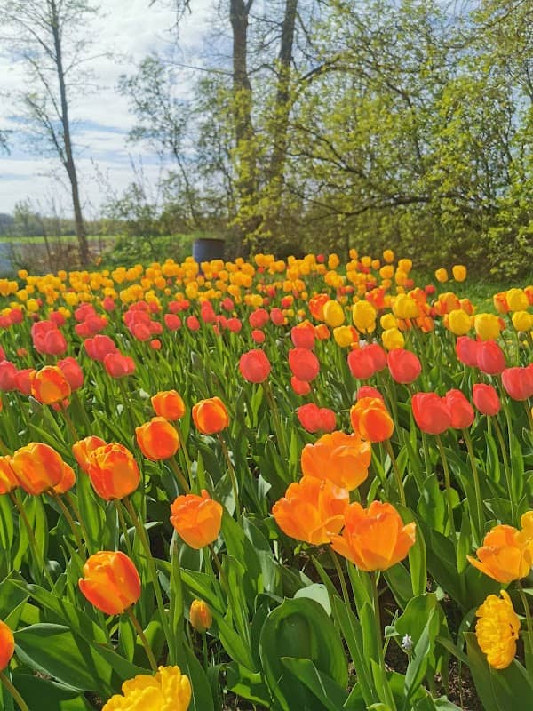 Ķīši Tulip Field - Image 1