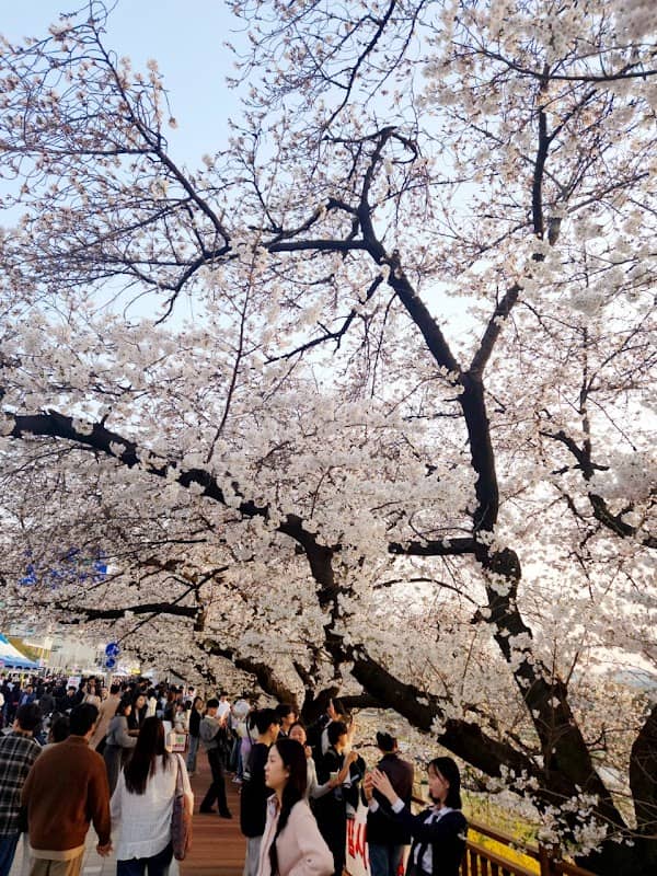 무심천 벚꽃길 - Image 3