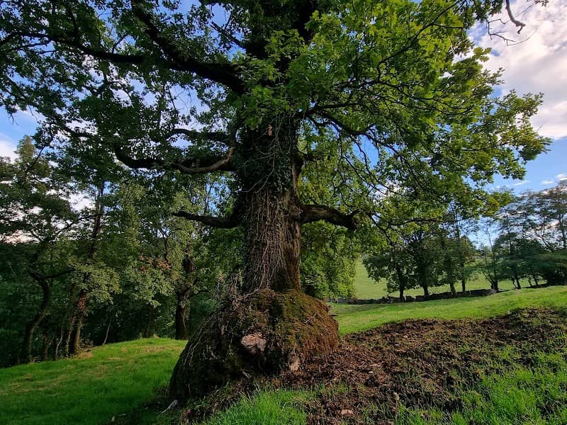 Rovere albero monumentale - Image 1