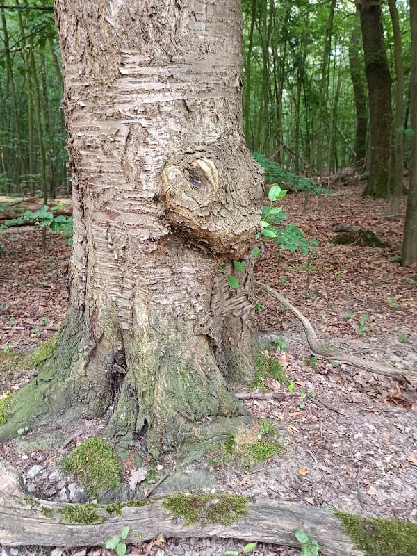Park - Image 2