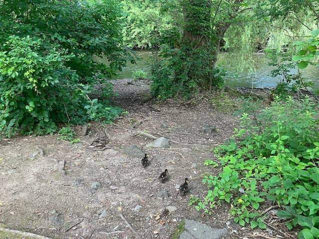 Charles River Greenway Access - Image 1