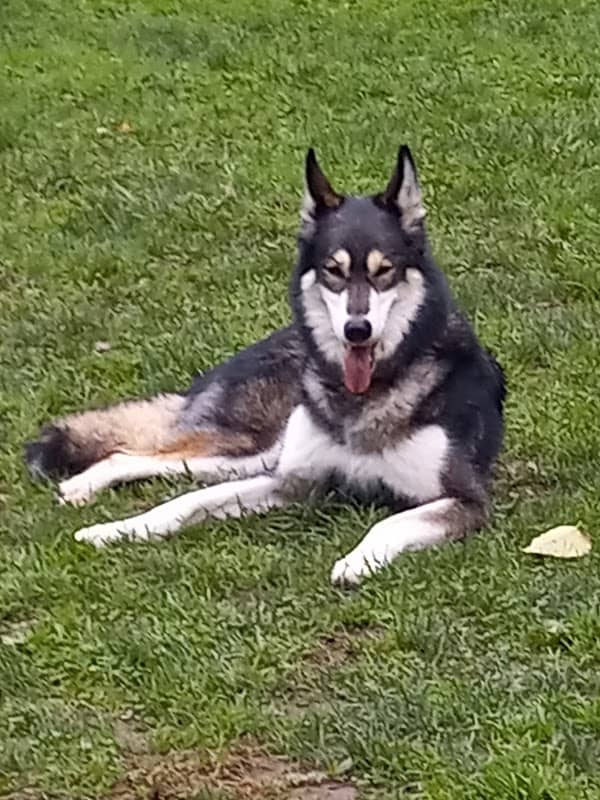Ashland Dog Park - Image 1