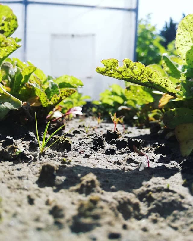 Moestuin - Image 2