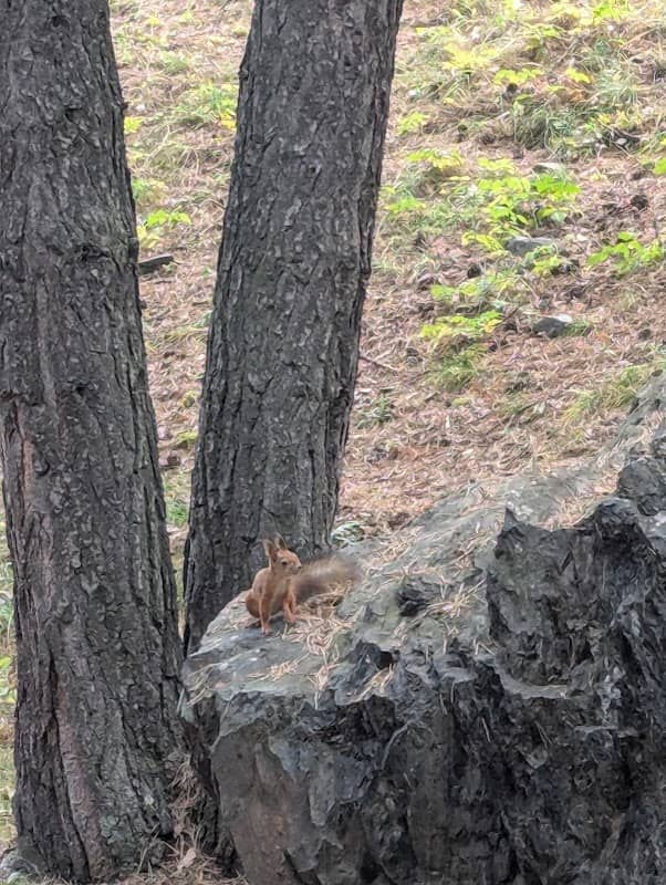 ციყვის სახლი (House of the Squirrel) - Image 1