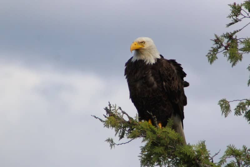 Plum Island Eagle Sanctuary - Image 1