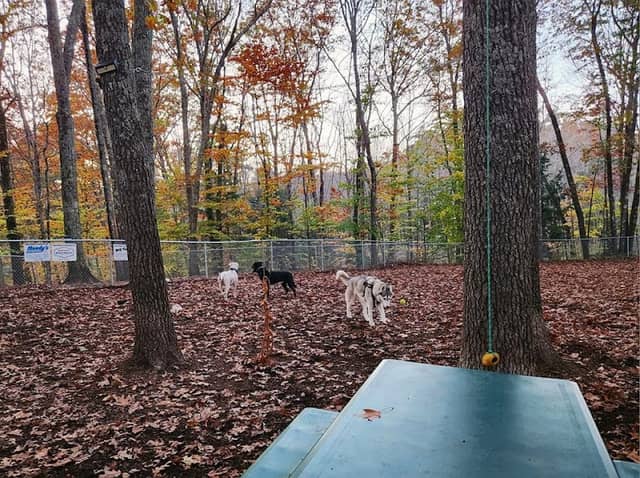 Sanford Dog Park - Image 1
