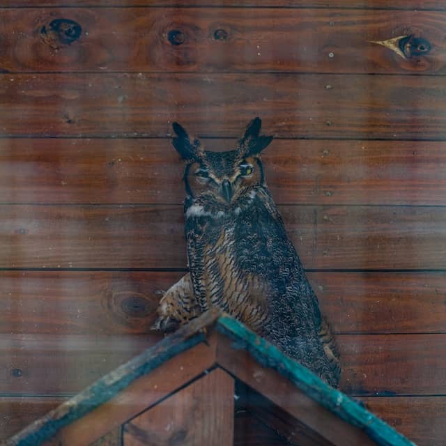 Aviary - Image 1